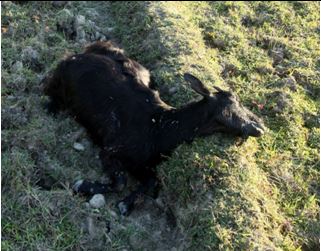 Frothy saliva with tympany in goat