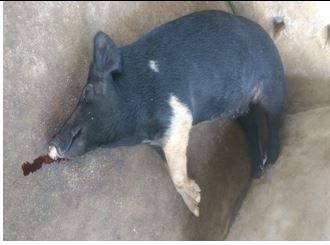 Blood oozing from nostril in pig