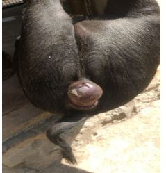 Prolapsed anus in pig