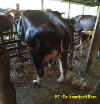 Retained placenta