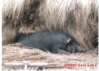Adult pig with fever hiding in straw