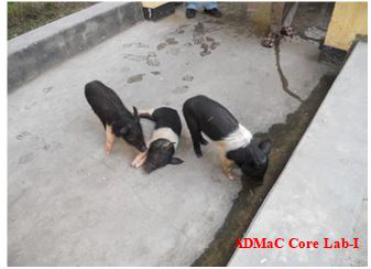 Piglet with rough coat and fever
