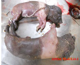 Abortion in sows