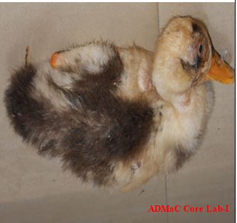 duck3