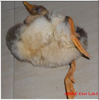 duck4