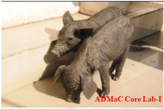 Emaciation and stunted growth