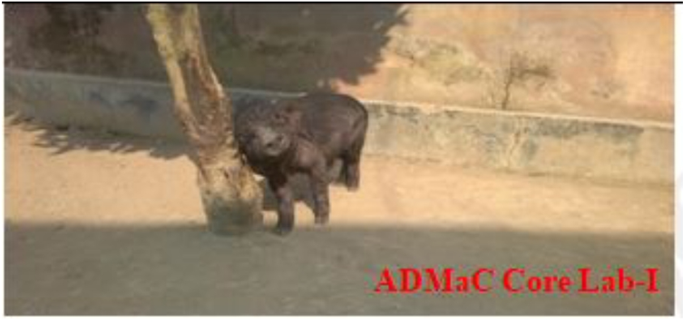 Lethargic weaner piglets