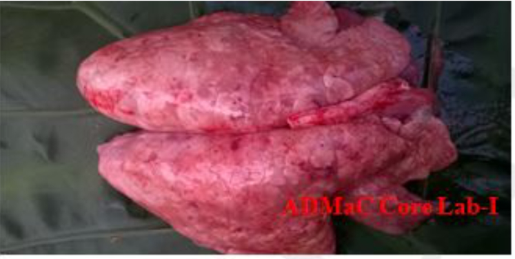 Pneumonic congested lungs