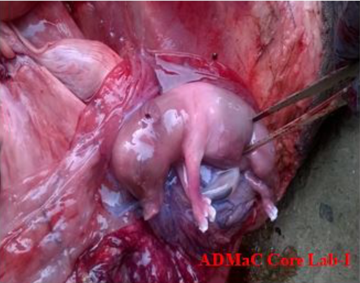 Abortion in sows linked to PCV2