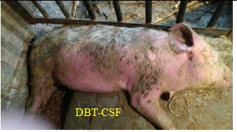 Reddened patchy skin lesions