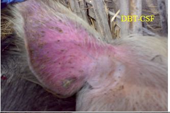 Reddening of ears on outer surface