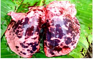 Lung consolidation at postmortem