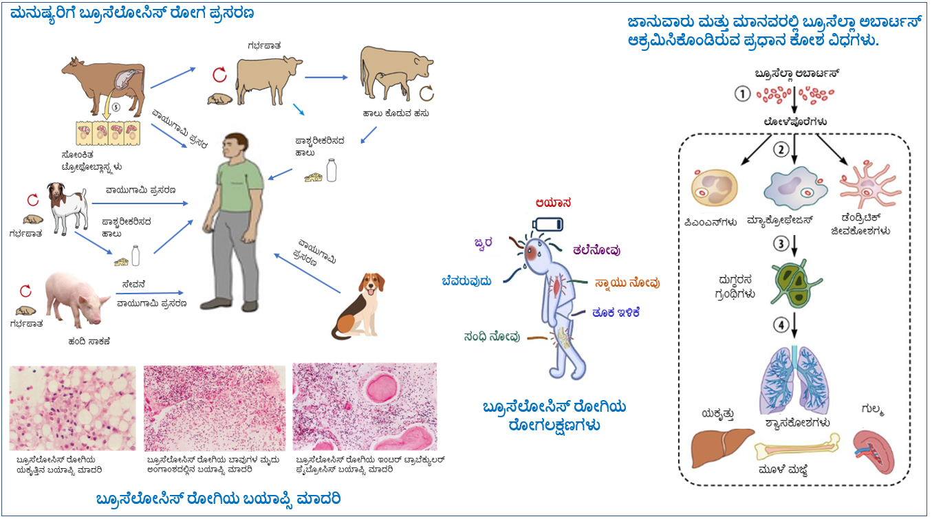 Brucellosis - slide 1 of 23