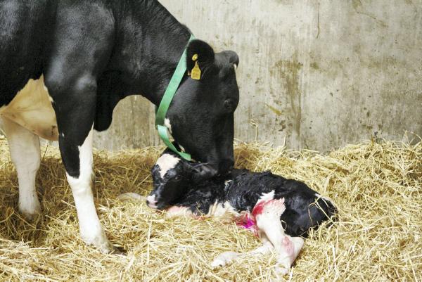 Brucellosis Image 2