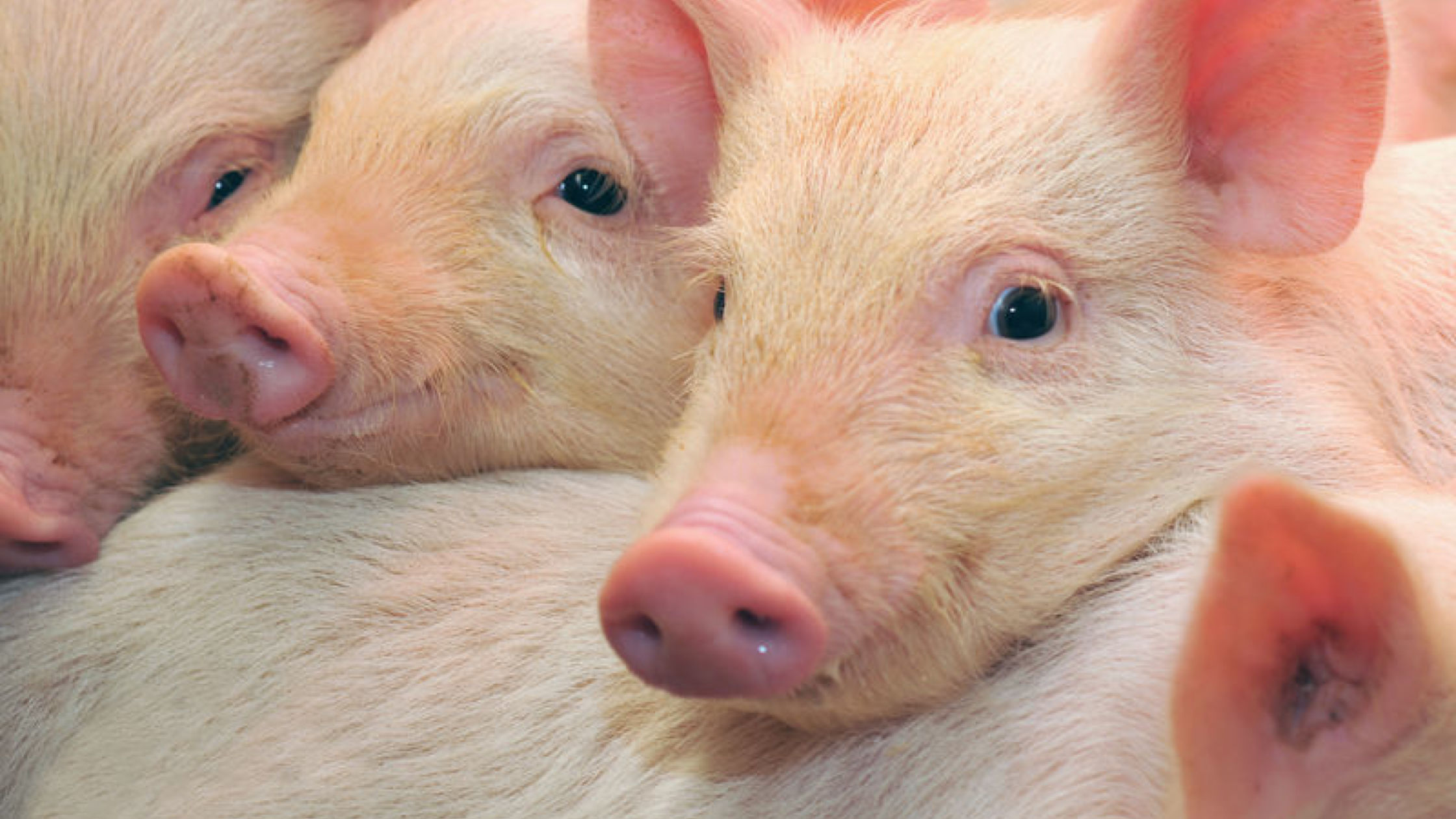 Pig Logo