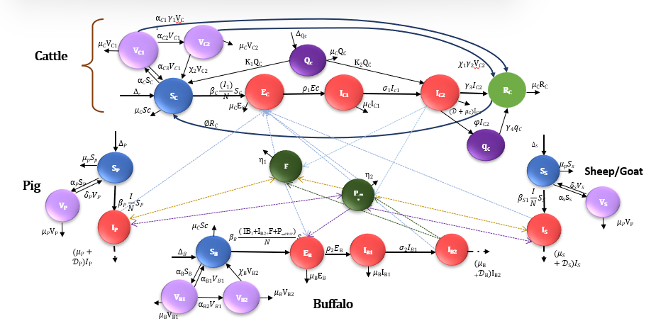 Foot-and-Mouth Disease model